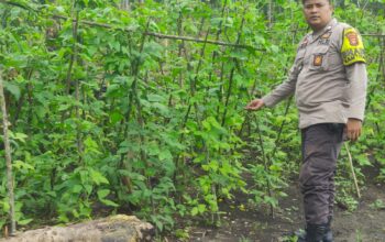 Polsek Kuantan Mudik Lakukan Sambang Dan Pengecekan Tanaman Mentimun Di Desa Air Buluh