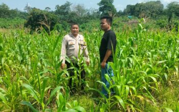 Polsek Kuantan Mudik Cek Tanaman Jagung Pipil di Desa Kasang Dukung Program Ketahanan Pangan