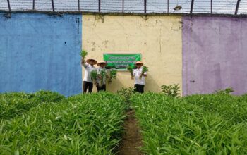 Panen Sayur Kangkung, Bukti Nyata Lapas Pekanbaru Terus Dukung Program Ketahanan Pangan