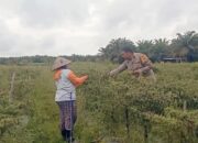 Bhabinkamtibmas Desa Kepenuhan Raya Cek Lahan Produktif Petani, Dukung Program Ketahanan Pangan