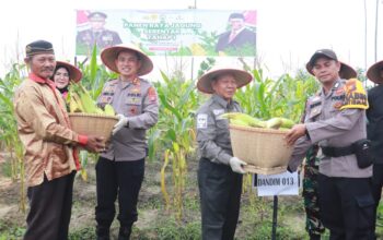 Dukung Ketahanan Pangan Polres Pelalawan Panen Raya Jagung Serentak Tahap I