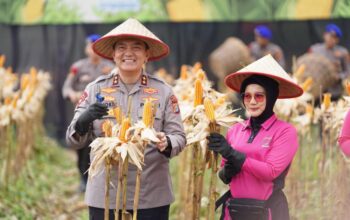 Kapolda Riau Panen 156,64 Ton Jagung Pipil, Hasil Dijual ke Sumbar