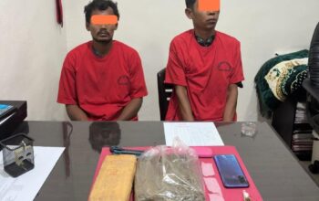 Gerak Cepat Satresnarkoba Polres Rohul Berhasil Amankan 950 Gram Ganja Di Kebun Kelapa Sawit Dua Tersangka Di Tangkap