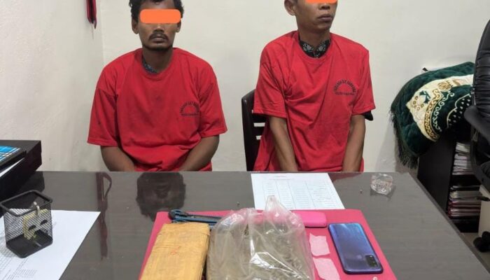 Gerak Cepat Satresnarkoba Polres Rohul Berhasil Amankan 950 Gram Ganja Di Kebun Kelapa Sawit Dua Tersangka Di Tangkap