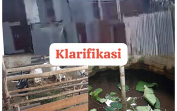 Viral Tuduhan Mafia BBM di Tenayan Raya, Warga Tegas Membantah: “Itu Kandang Kambing, Bukan Gudang Ilegal!