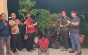 Polisi Bongkar Budidaya Ganja di Perumahan Siak Hulu, 4 Batang Tanaman Disita!