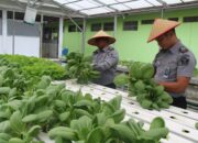 Panen Sayur Selada dan Pakcoy, Wujud Nyata Lapas Pekanbaru Terus Produktif dan Konsisten Dukung Program Ketahanan Pangan