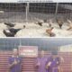 Dukung Ketahanan Pangan, Warga Binaan Lapas Narkotika Rumbai Budidaya Ayam Kampung Unggul Balitbangtan (KUB)
