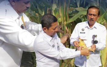 Komitmen Dukung Program Ketahanan Pangan, Kanwil Ditjenpas Riau Panen Jagung