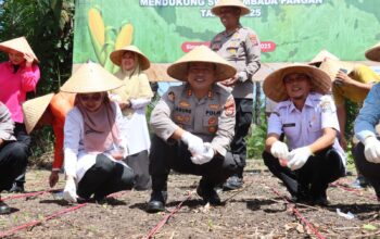 Polres Pasaman Barat Menggelar Penanaman Jagung Serentak Kuartal IV di Nagari Lingkuang Aua