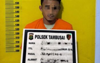 Polsek Tambusai Bekuk Pelaku Pencurian Sawit, Barang Bukti 72 Tandan Diamankan