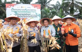Wujudkan Swasembada Pangan, Polda Riau Panen Raya Jagung Serentak di Kampar
