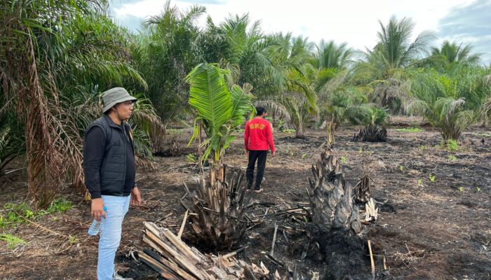 Pelaku Karhutla di Teluk Meranti Ditangkap Polres Pelalawan