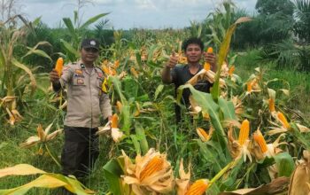 Polsek Tambusai Dampingi Petani PT. PSA, Dukung Swasembada Pangan Asta Cita Presiden Prabowo