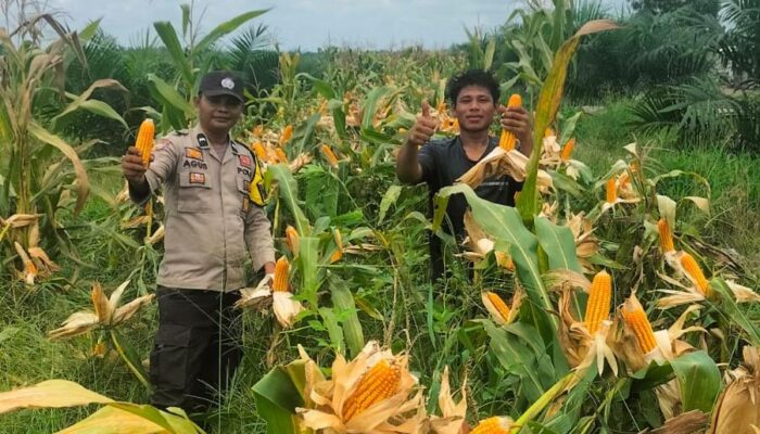 Polsek Tambusai Dampingi Petani PT. PSA, Dukung Swasembada Pangan Asta Cita Presiden Prabowo