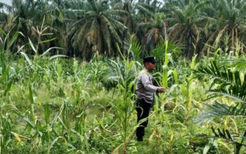 Polsek Tandun Dukung Program Ketahanan Pangan Nasional Melalui Penanaman Jagung Pipil