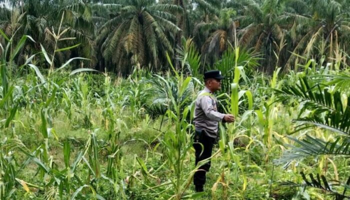 Polsek Tandun Dukung Program Ketahanan Pangan Nasional Melalui Penanaman Jagung Pipil