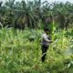 Polsek Tandun Dukung Program Ketahanan Pangan Nasional Melalui Penanaman Jagung Pipil