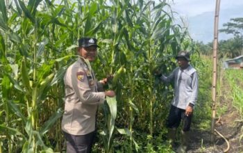 Polsek Bonai Darussalam cek Pertumbuhan Jagung Pipil Dukung Program Ketahanan Pangan Nasional