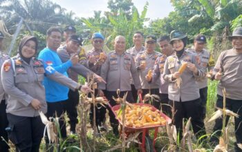 POLSEK SENAPELAN PANEN JAGUNG PIPIL DUKUNG PROGRAM KETAHANAN PANGAN