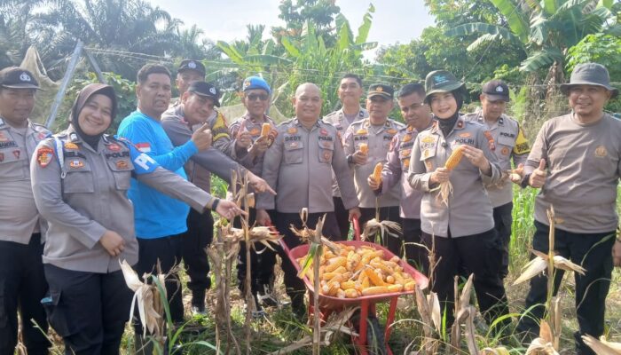 POLSEK SENAPELAN PANEN JAGUNG PIPIL DUKUNG PROGRAM KETAHANAN PANGAN