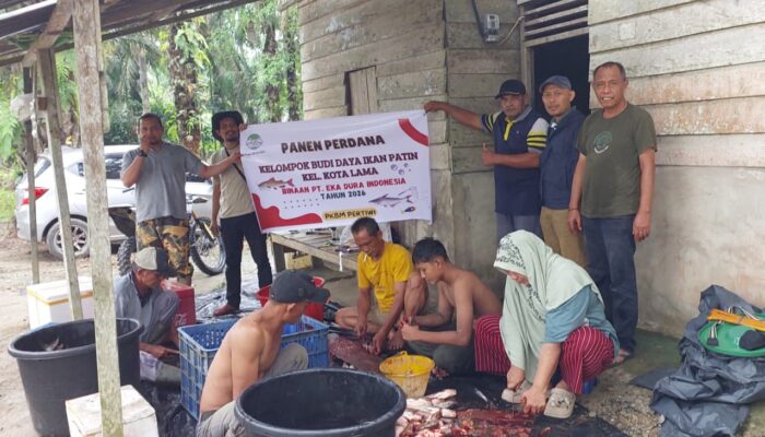 Kelompok Budi Daya Ikan Patin Binaan PT Eka Dura Indonesia Tembus Pasar Dapur MBG