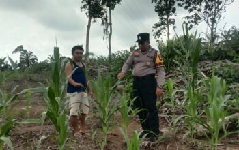Perkuat Ketahanan Pangan Nasional, Polsek Tandun Intensifkan Perawatan Jagung Pipil