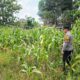 Polsek Tandun dan Warga Desa Tapung Jaya Intensifkan Perawatan Jagung Pipil Demi Sukseskan Ketahanan Pangan Nasional