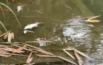 Ribuan Ikan Mati, Limbah PKS PT Era Sawita Diduga Bocor, DLH Rohul Respon Cepat Turunkan TIM Ke Lokasi