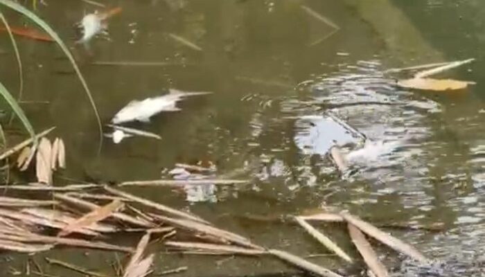 Ribuan Ikan Mati, Limbah PKS PT Era Sawita Diduga Bocor, DLH Rohul Respon Cepat Turunkan TIM Ke Lokasi