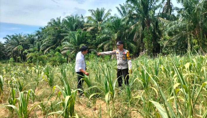 Polsek Tandun Bersama Warga Desa Dayo, Tanam Jagung Pipil Program Ketahanan Pangan Nasional