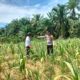 Polsek Tandun Bersama Warga Desa Dayo, Tanam Jagung Pipil Program Ketahanan Pangan Nasional