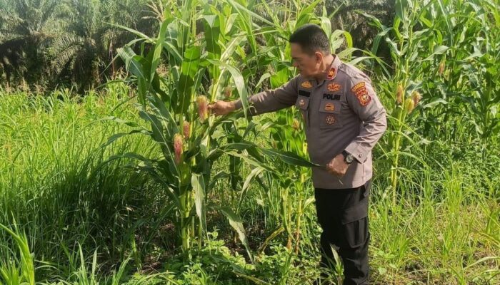 Dukung Program Ketahanan Pangan, Kapolsek Pekanbaru Kota Bersama Kelompok Tani Laksanakan Penanaman Jagung Hibrida