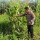 Dukung Program Ketahanan Pangan, Kapolsek Pekanbaru Kota Bersama Kelompok Tani Laksanakan Penanaman Jagung Hibrida