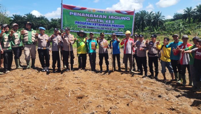 Polsek Rambah Tanam Jagung 1,5 Hektare di Pasir Intan, Dukung Swasembada Pangan 2026