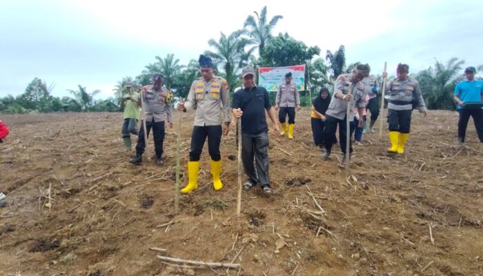 Kapolsek Rambah Samo Bersama Warga Dukung Swasembada Pangan Nasional, dengan Tanam Jagung di Marga Mulya