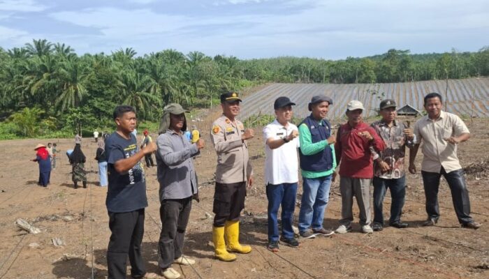 Polsek Tambusai Dukung Program Ketahanan Pangan Prabowo, “Tanam Jagung di Desa Talikumain”