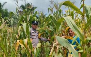 Dukung Ketahanan Pangan Polsek Kepenuhan Cek Pertumbuhan Jagung Pipil
