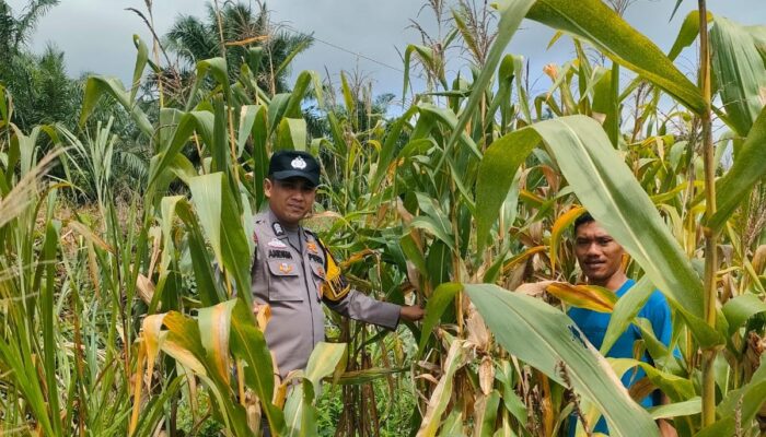 Dukung Ketahanan Pangan Polsek Kepenuhan Cek Pertumbuhan Jagung Pipil
