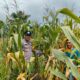 Dukung Ketahanan Pangan Polsek Kepenuhan Cek Pertumbuhan Jagung Pipil