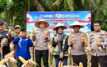 Panen Raya Jagung di Rambah Hilir, Kapolres Rohul Tegaskan Komitmen Polri Dukung Swasembada Pangan Nasional