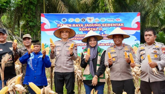 Panen Raya Jagung di Rambah Hilir, Kapolres Rohul Tegaskan Komitmen Polri Dukung Swasembada Pangan Nasional