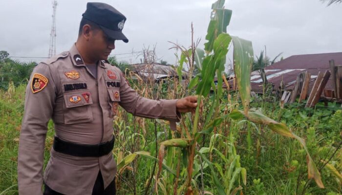 Bhabinkamtibmas Polsek Teluk Belengkong Pantau Lahan Jagung, Wujud Nyata Dukung Swasembada Pangan