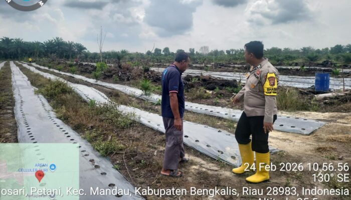 Polsek Mandau Laksanakan Kegiatan Survei /Pengecekan Pengelolaan Lahan Program Gerakan Penanaman jagung Seluas 1 juta Ha