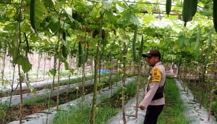 Bhabinkamtibmas Teluk Belengkong Sambangi Pekarangan Warga Tanam Gambas, Dukung Program Asta Cita Ketahanan Pangan Nasional
