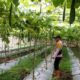 Bhabinkamtibmas Teluk Belengkong Sambangi Pekarangan Warga Tanam Gambas, Dukung Program Asta Cita Ketahanan Pangan Nasional