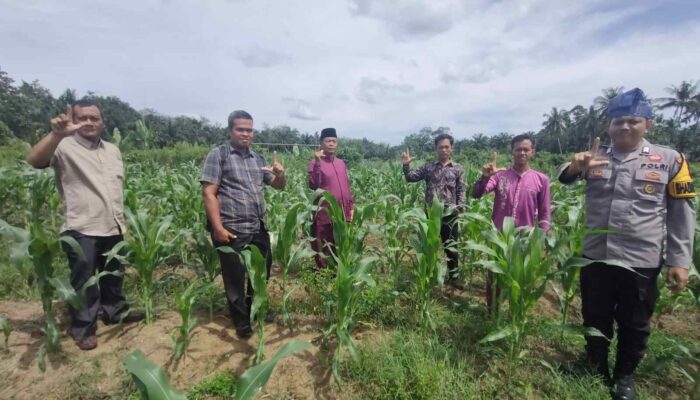 Polsek Rambah Samo Bersama Pemerintah Desa dan Masyarakat Monitoring Jagung Pipil Dukung Ketahanan Pangan Nasional
