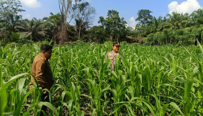 Polsek Tandun Bersama Pemerintah Desa Memastikan Tanaman Jagung Pipil