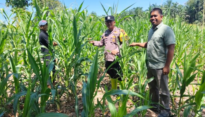Polsek Rambah Samo Monitoring Perkembangan Jagung Pipil di Desa Teluk Aur sebagai Wujud Dukungan Ketahanan Pangan Nasional 