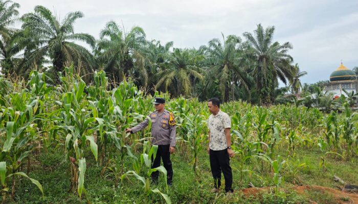 Perkuat Ketahanan Pangan Nasional, Polsek Tandun Bersama Warga Intensif Monitoring Tanaman Jagung Pipil di Desa Tapung jaya
